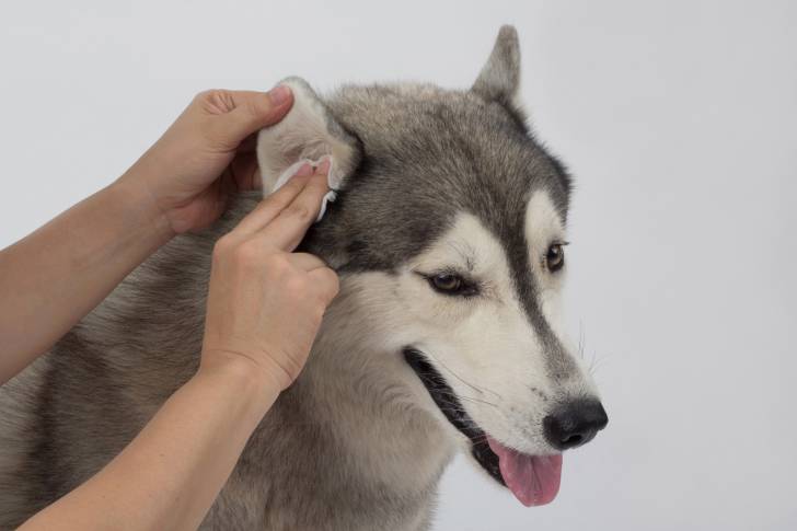 Un Husky Sibérien en train de se faire examiner les oreilles 