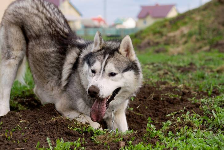 Un Husky Sibérien en train de creuser un trou dans le jardin