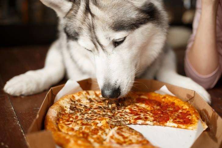 Un Husky Sibérien en train de regarder de la pizza