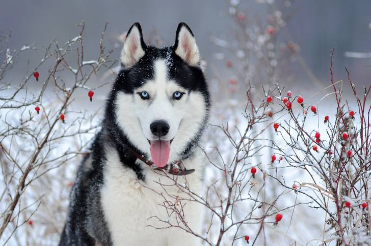 Un Husky Sibérien dans la neige devant des branches d'arbre