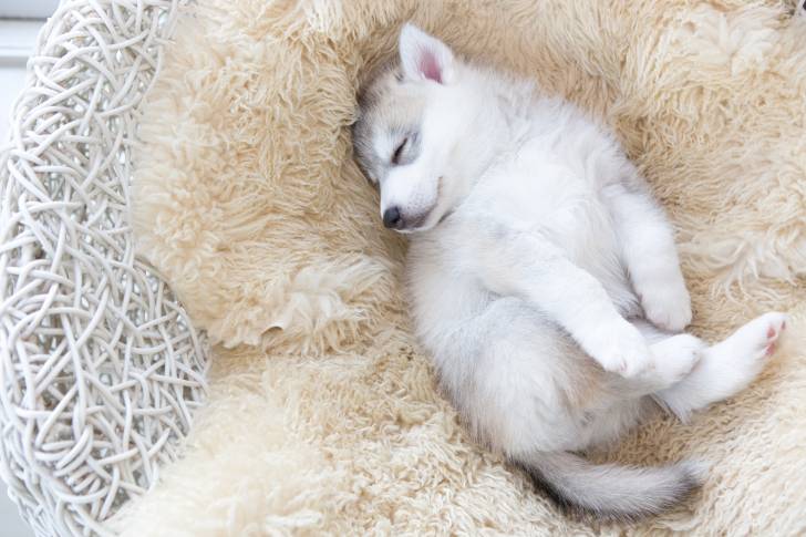 Un chiot Husky Sibérien dort dans son panier