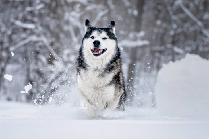 Un gros Husky Sibérien court dans la neige