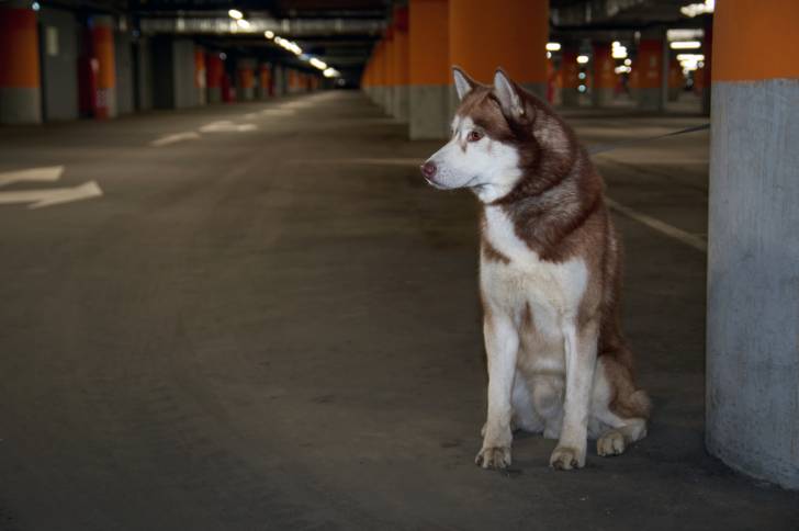 Un Husky Sibérien assit dans un parking vie et attaché à un pilier