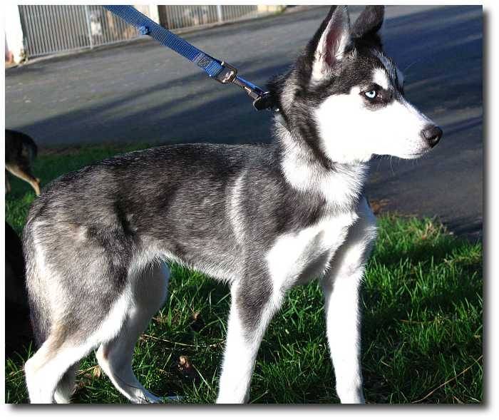 Fée - Husky Sibérien (4 mois)