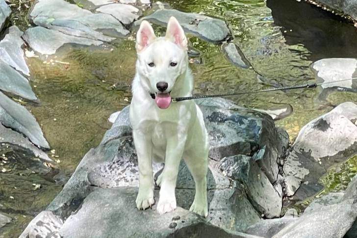 Husky Sibérien sur une roche et tenu en laisse