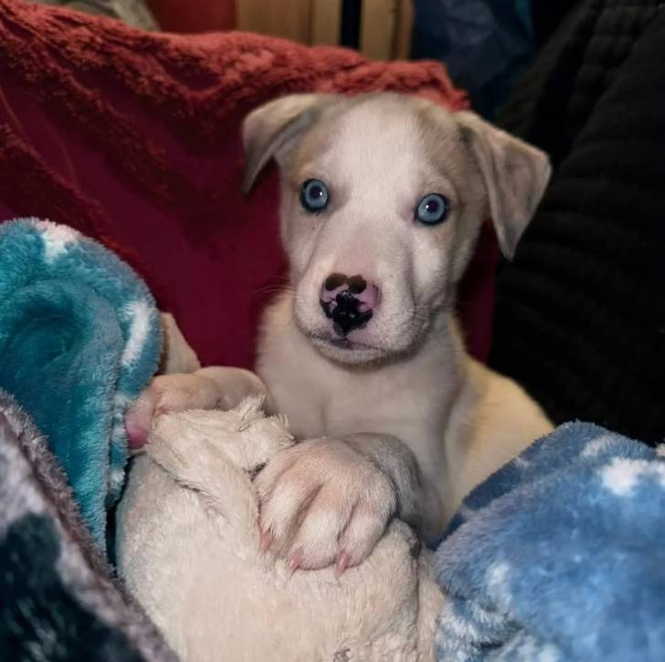 Husky Sibérien allongé sur une couverture 