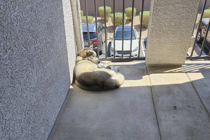 Husky Sibérien allongé et semblant dormir 