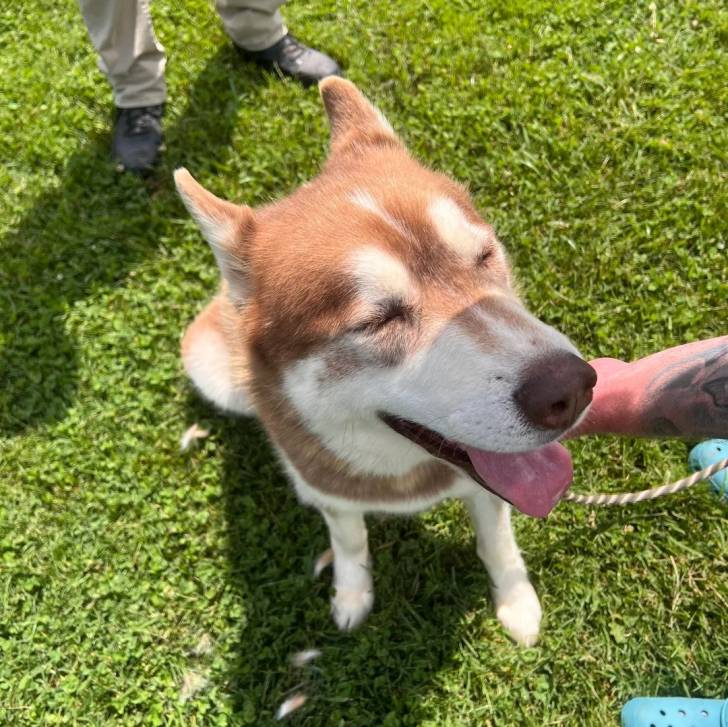 Un Husky Sibérien assis sur un surface gazonné et tenu en laisse