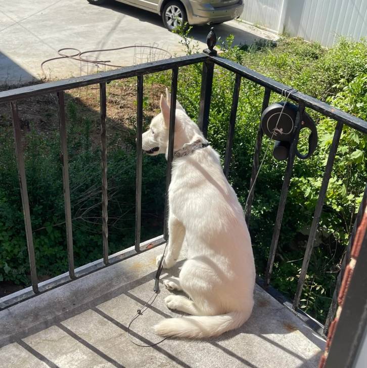 Un Husky Sibérien assis admirant le paysage et portant un collier autour du cou