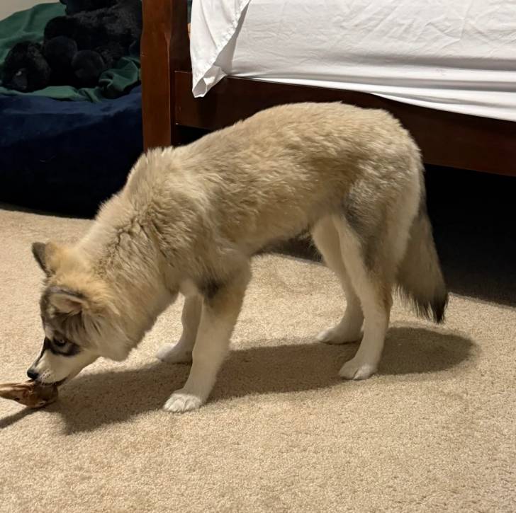 Un Husky Sibérien sur une moquette et tirant un morceau de viande