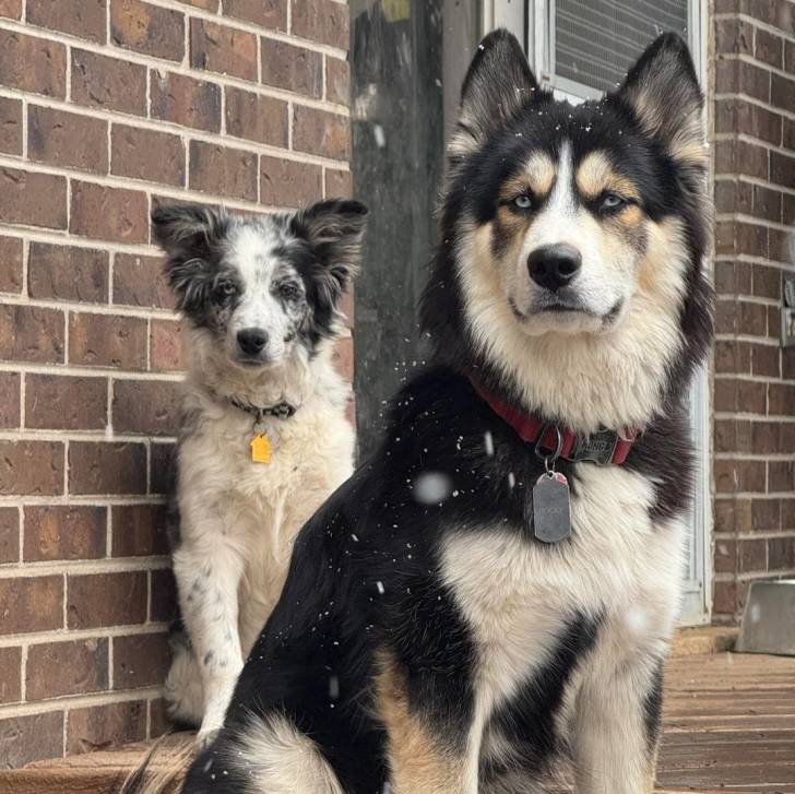 Un Husky Sibérien portant un collier autour du cou