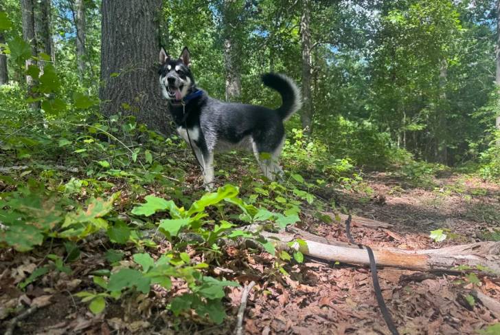 Un Husky Sibérien sur un terrain herbeux tirant la langue et tenu en laisse