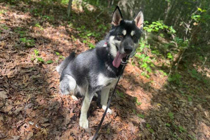 Un Husky Sibérien assis sur un terrain herbeux tirant la langue et tenu en laisse