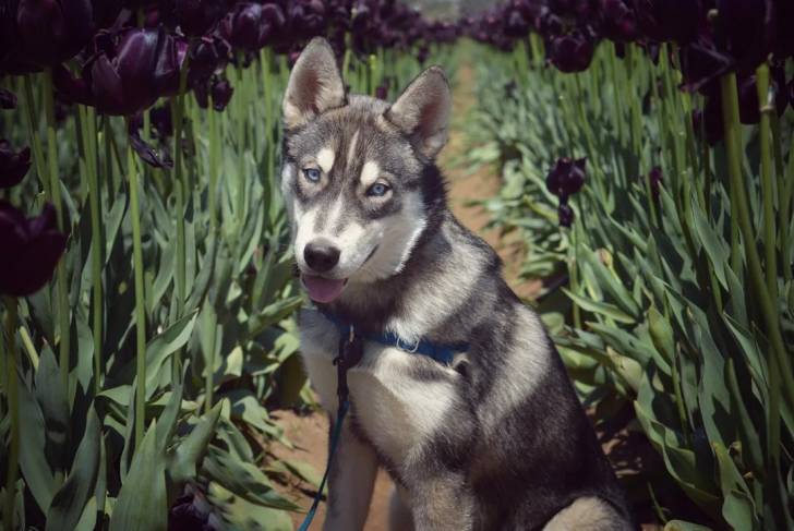 Un Husky Sibérien assis sur un sentier tirant la langue et tenu en laisse