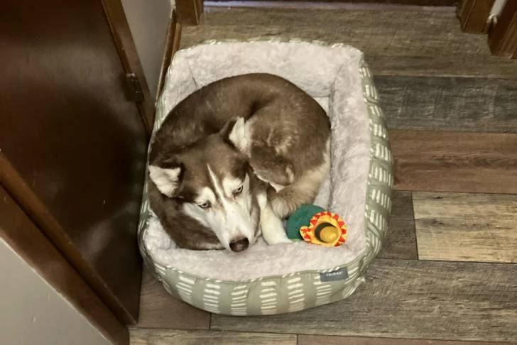 Un Husky Sibérien allongé dans un panier
