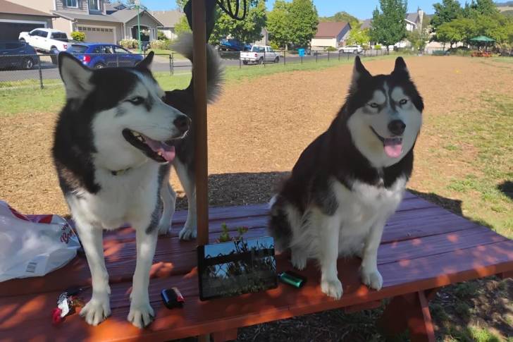 Deux Husky Sibérien sur une table