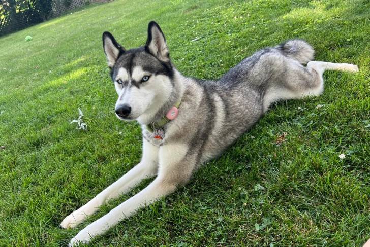 Un Husky Sibérien allongé sur un terrain herbeux