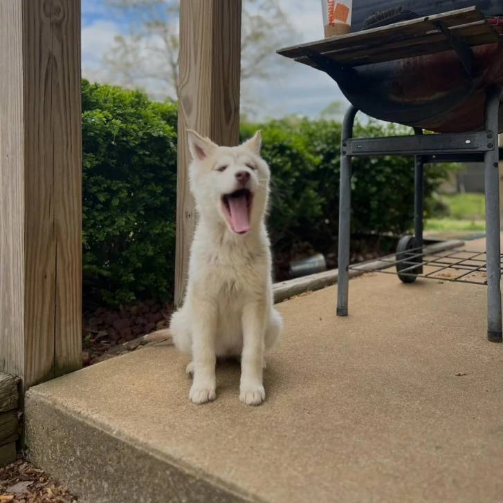 Un Husky Sibérien assis et ouvrant la gueule 