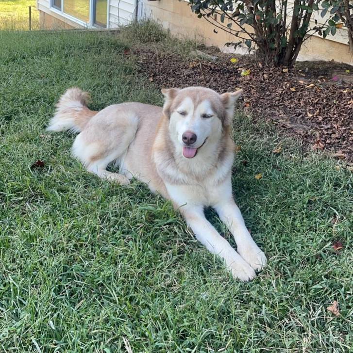 Un Husky Sibérien allongé sur un terrain herbeux et tirant la langue