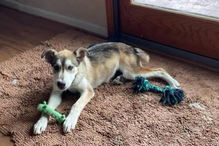 Un Husky Sibérien allongé sur un tapis et regardant vers la caméra