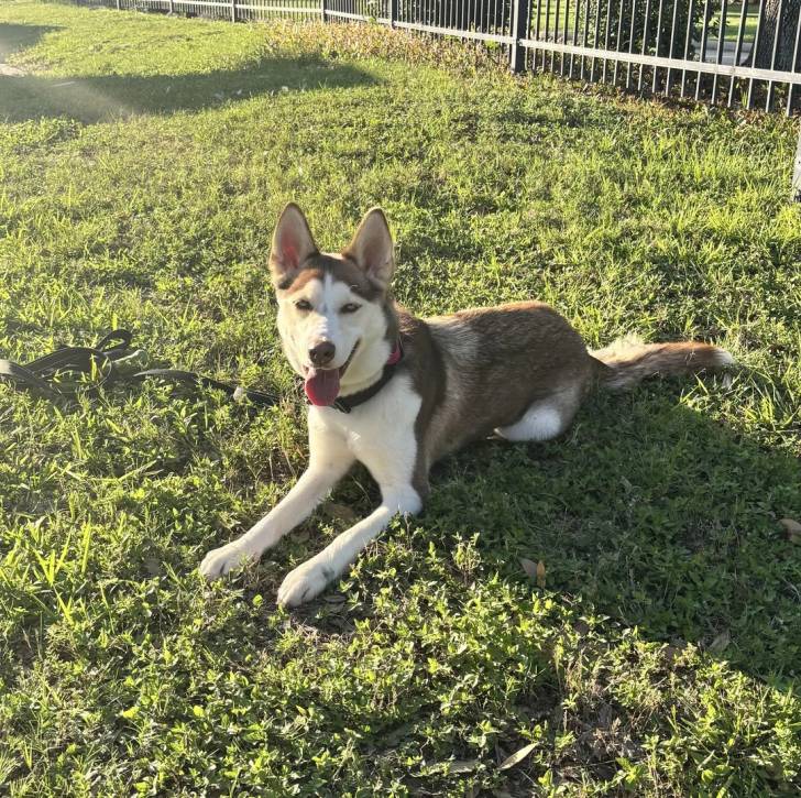 Un Husky Sibérien allongé sur un terrain herbeux