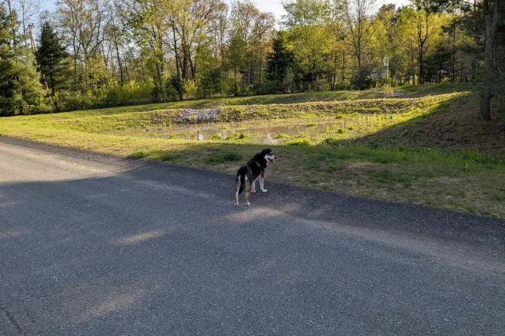 Un Husky Sibérien sur une route goudronné