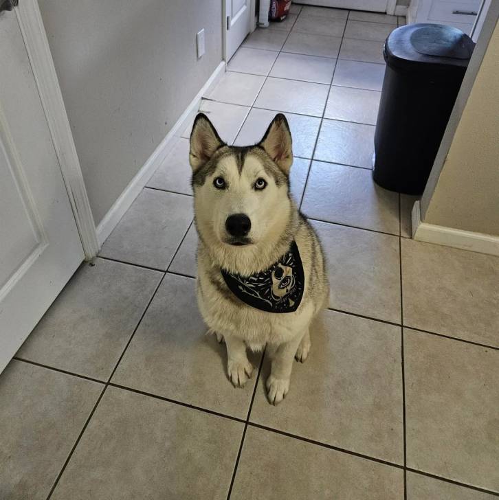 Un Husky Sibérien assis sur un sol carrelé et portant un foulard autour du cou
