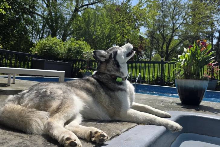 Un Husky Sibérien allongé et portant un collier au cou