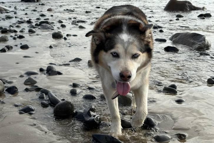Un Husky Sibérien marchant et tirant la langue 