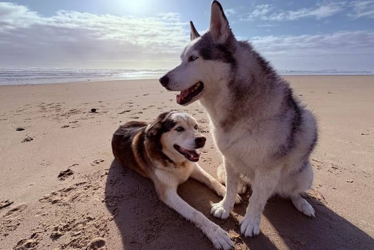 Deux Husky Sibérien allongé sur une surface sableuse