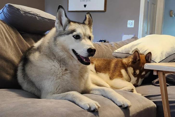 Un Husky Sibérien allongé sur un canapé