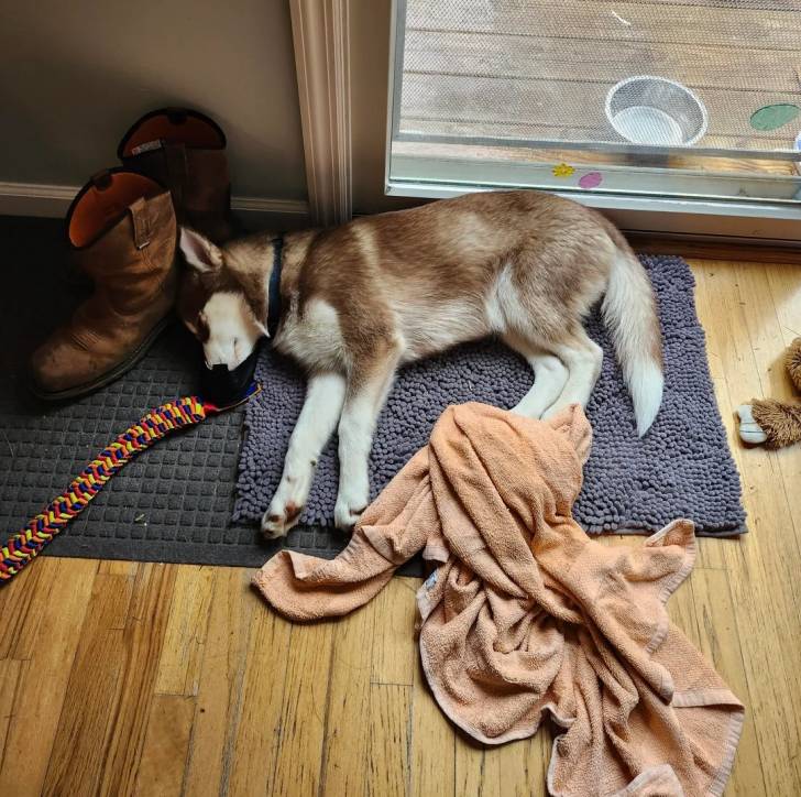 Un Husky Sibérien allongé sur un tapis et semblant dormir