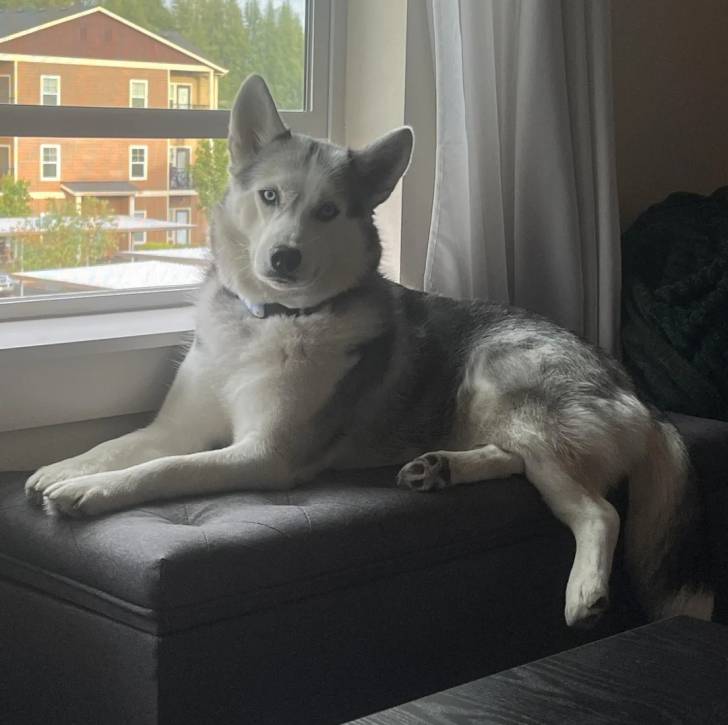 Un Husky Sibérien allongé sur un canapé