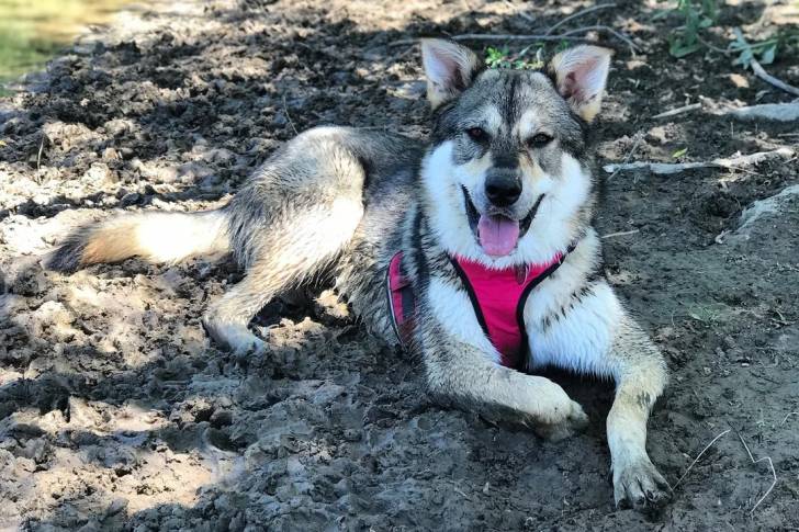 Un Husky Sibérien allongé sur un terrain sableux et portant un harnais