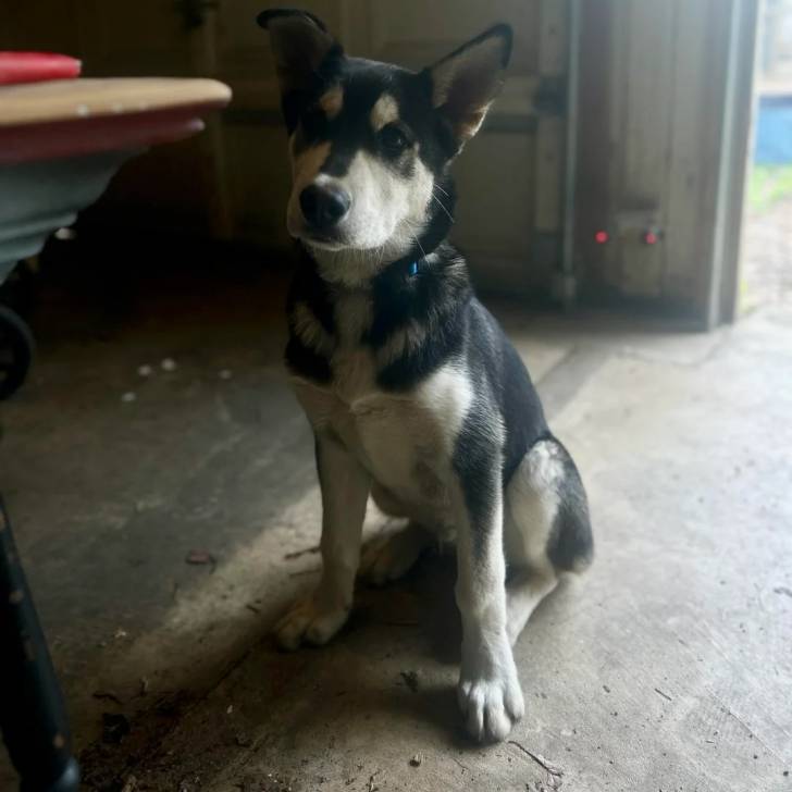 Un Husky Sibérien assis et portant un collier autour du cou