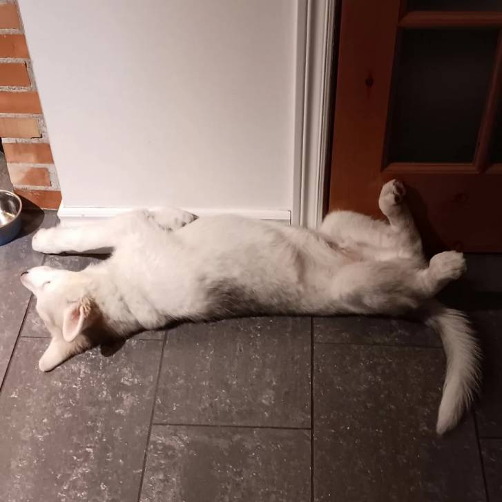 Un Husky Sibérien allongé de dos sur un sol carrelé