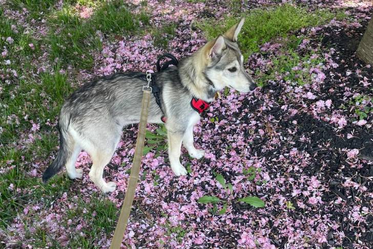 Un Husky Sibérien sur un terrain pierreux et tenu en laisse
