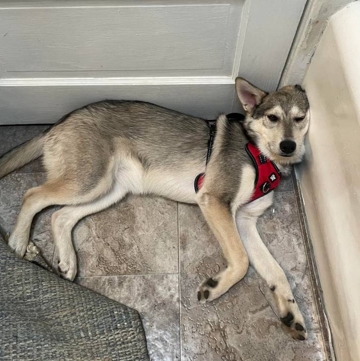 Un Husky Sibérien allongé sur un sol carrelé et portant un harnais
