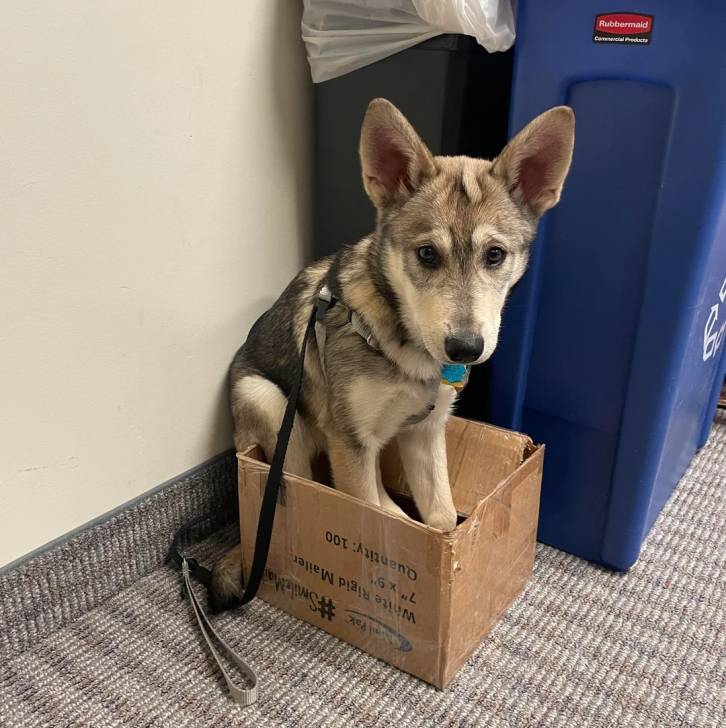 Un Husky Sibérien assis dans un carton