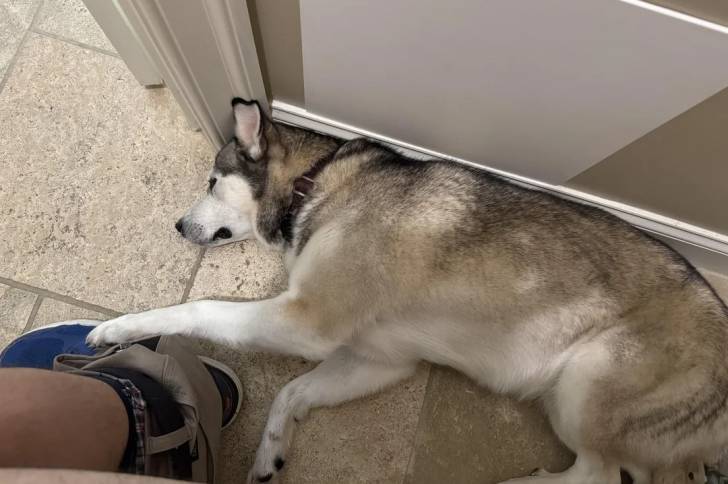 Un Husky Sibérien allongé sur un sol carrelé et portant un collier autour du cou