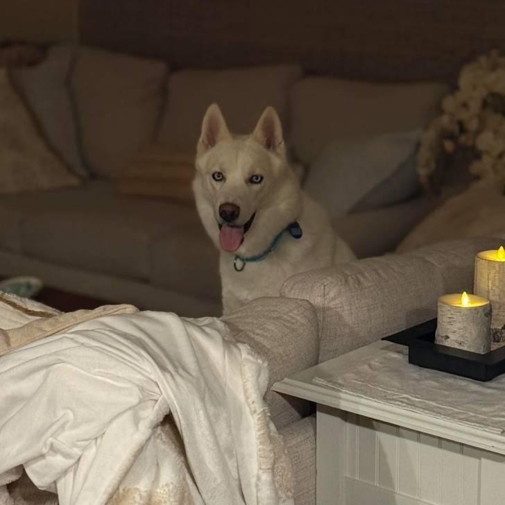 Un Husky Sibérien dans un appartement portant un collier autour du cou et tirant la langue