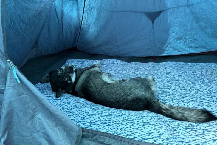 Un Husky Sibérien allongé à l'intérieur d'une tente et regardant vers la caméra