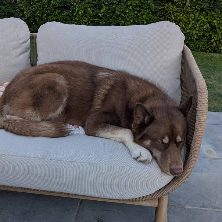 Un Husky Sibérien allongé sur un canapé
