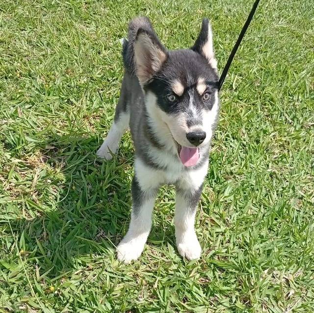 Un Husky Sibérien sur un terrain herbeux et tenu en laisse