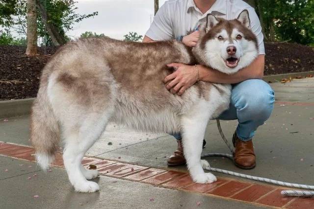 Un Husky Sibérien se faisant caresser les poils par une personne