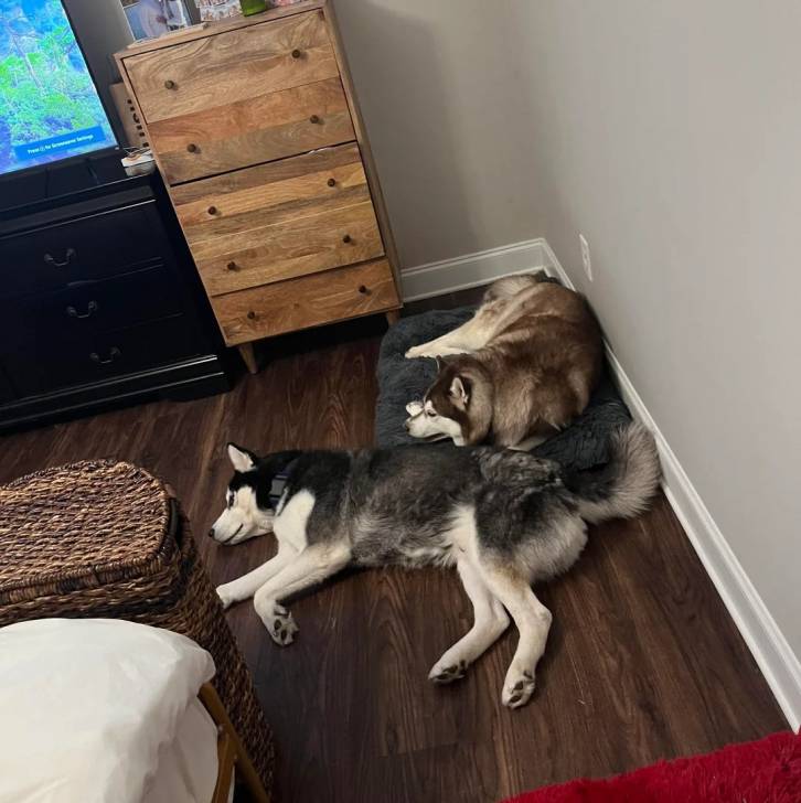 Deux Husky Sibérien allongés sur un plancher dans un appartement