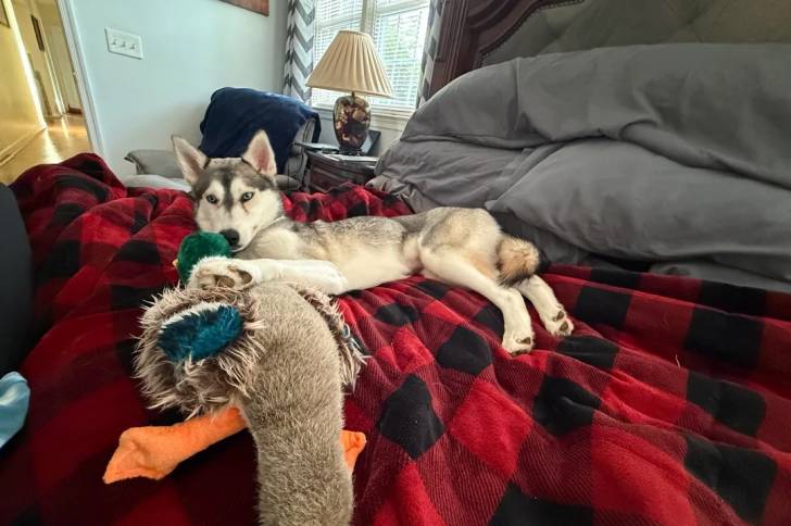 Un Husky Sibérien allongé sur un lit