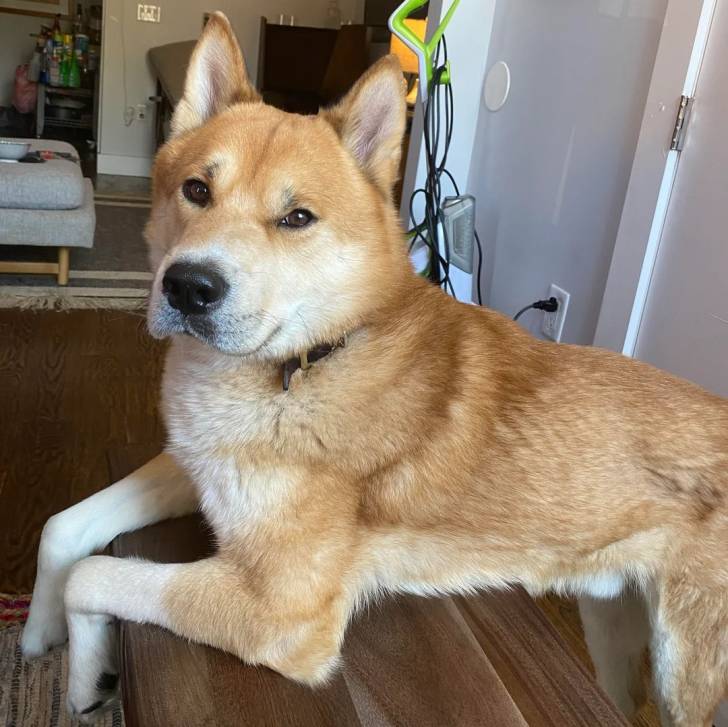 Un Husky Sibérien allongé sur une table en bois et portant un collier autour du cou