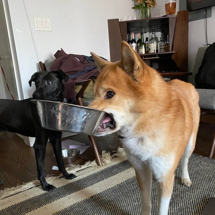 Un Husky Sibérien tenant une gamelle dans sa gueule