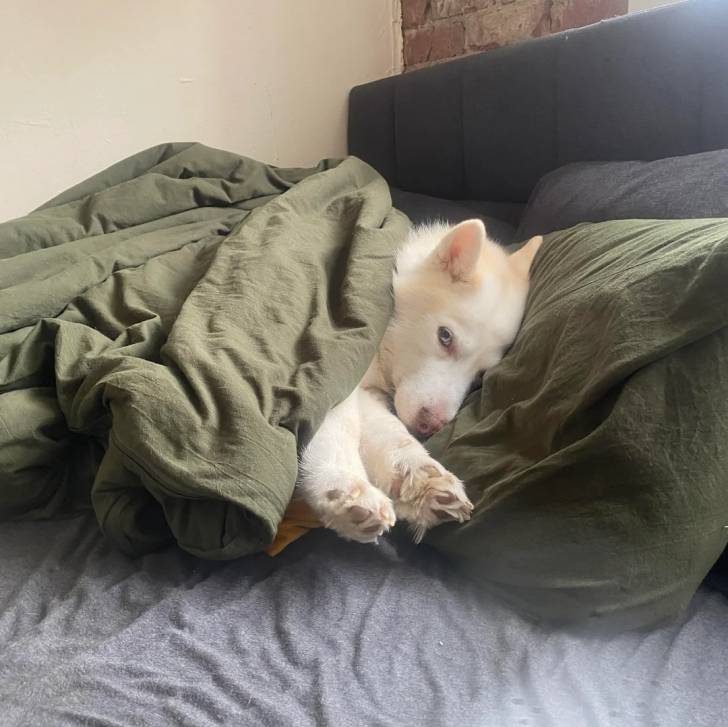 Un Husky Sibérien allongé sur un lit et recouvert d'une couverture